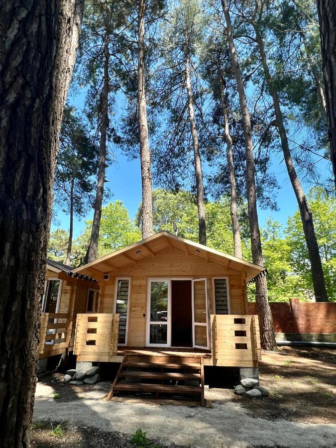 Mini-Hotel Forest Club Pitsunda Dış mekan fotoğraf
